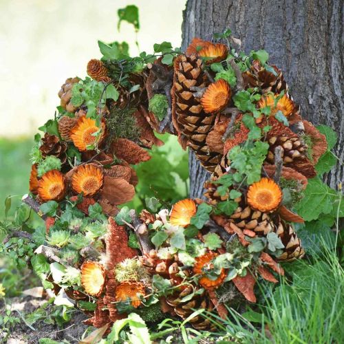 Artikel Compacta Rosette 100 St