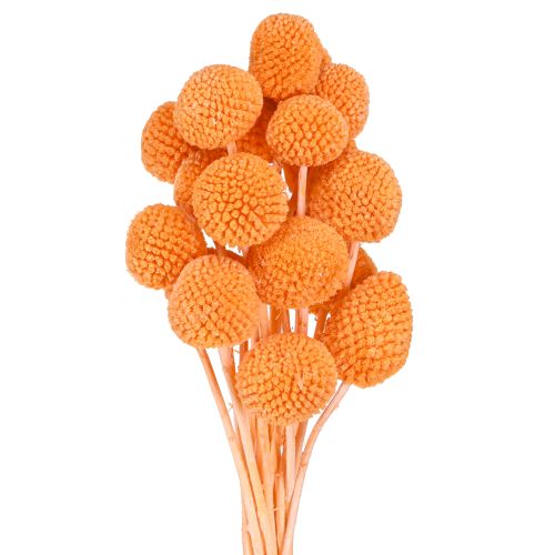 Artikel Craspedia gebleicht Trockenblumen Orange 50-55cm 20St