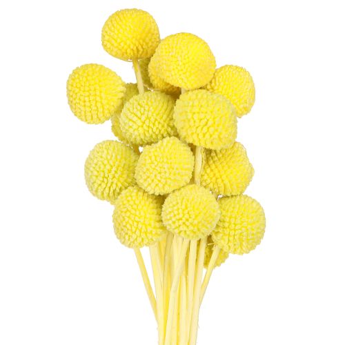 Craspedia gefärbt Trockenblumen Gelbgrün 50-55cm 20St