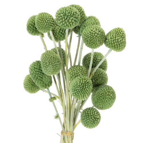 Trockenblumen Craspedia Kugeln für stilvolle Herbstdekorationen 55cm 20St