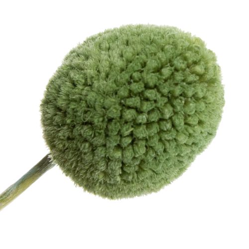 Artikel Trockenblumen Craspedia Kugeln für stilvolle Herbstdekorationen 55cm 20St