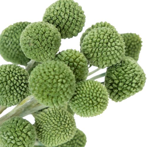 Artikel Trockenblumen Craspedia Kugeln für stilvolle Herbstdekorationen 55cm 20St