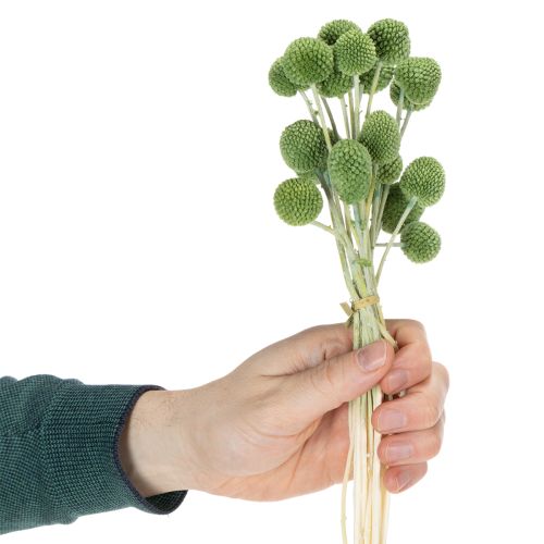 Trockenblumen Craspedia Kugeln für stilvolle Herbstdekorationen 55cm 20St | Floristik24.de