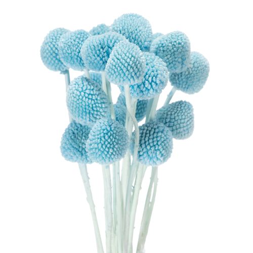 Craspedia Trockenblumen Deko für Vase minimalistischer Stil Haltbare Sommerdeko 55cm 20St kaufen | Floristik24.de