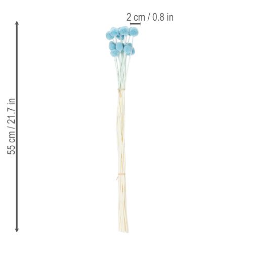 Artikel Craspedia Trockenblumen Deko für Vase minimalistischer Stil Haltbare Sommerdeko 55cm 20St