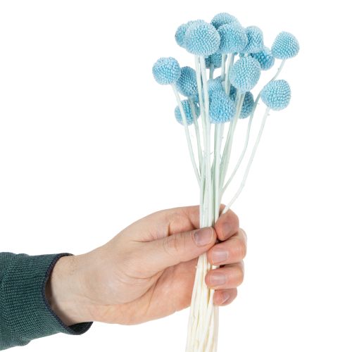 Craspedia Trockenblumen Deko für Vase minimalistischer Stil Haltbare Sommerdeko 55cm 20St | Floristik24.de