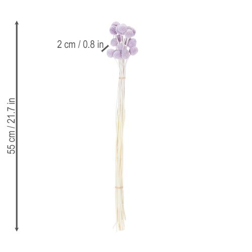 Artikel Craspedia Trockenblumen für moderne Tischdekoration in Ihrem Zuhause 55cm 20St