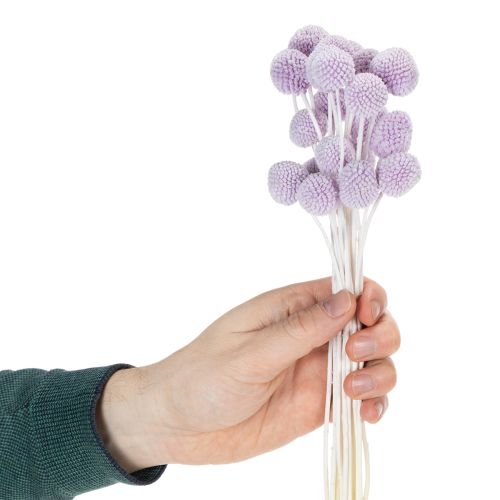 Craspedia Trockenblumen für moderne Tischdekoration in Ihrem Zuhause 55cm 20St | Floristik24.de