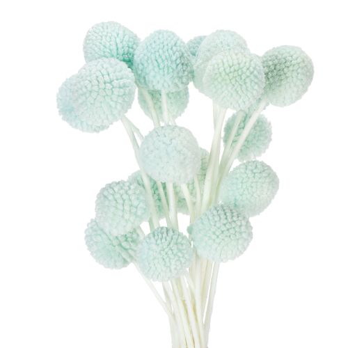 Trockenblumen Craspedia Strauß dekorativ für Wohnzimmer Tischdeko Hochzeit 55cm 20St kaufen | Floristik24.de