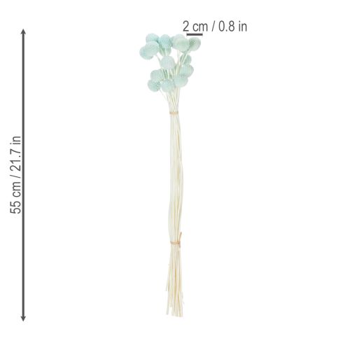 Artikel Trockenblumen Craspedia Strauß dekorativ für Wohnzimmer Tischdeko Hochzeit 55cm 20St