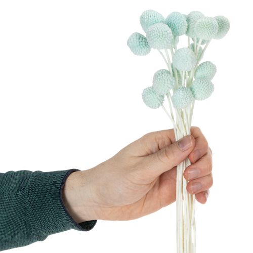 Trockenblumen Craspedia Strauß dekorativ für Wohnzimmer Tischdeko Hochzeit 55cm 20St | Floristik24.de
