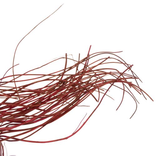 Curly Willow Getrockneter Deko Zweig für kreative Floristik und Wohnaccessoires 80cm 70g | Floristik24.de