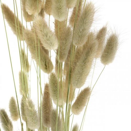 Artikel Lagurus getrocknet, Trockenblumen Lagurus, Lagurus Gras Natur L30–70cm 45g