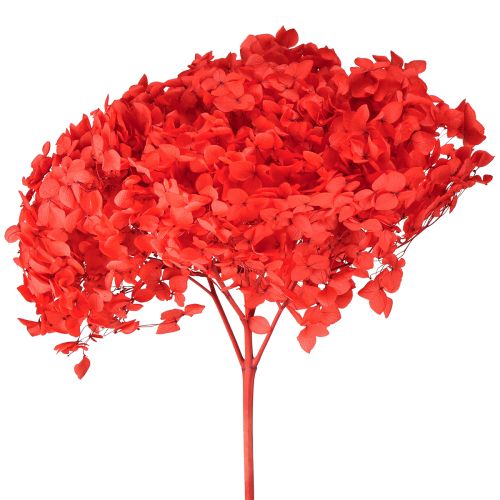 Artikel Deko Hortensie konserviert Getrocknete Blume Rot Ø20cm 1 St