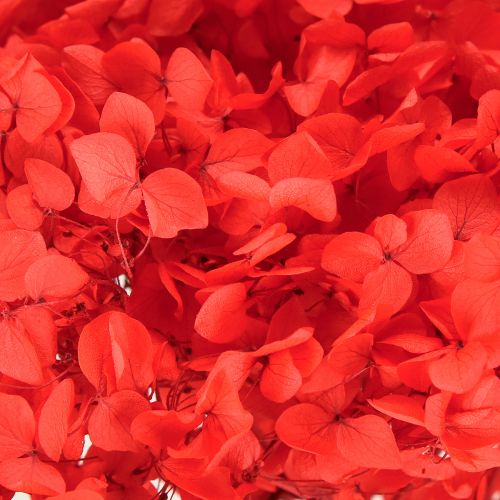 Artikel Deko Hortensie konserviert Getrocknete Blume Rot Ø20cm 1 St