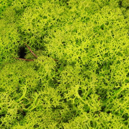 Artikel Deko Moos Hellgrün Islandmoos konserviert 400g