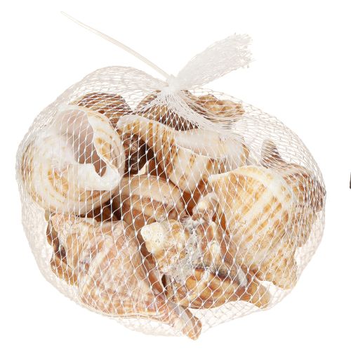Artikel Muschel Schalen Deko Creme Braun Gestreift 3cm–8cm 300g