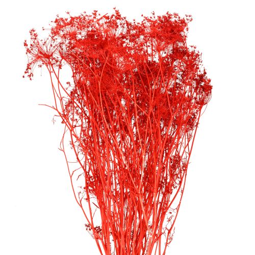 Artikel Doldenblütler Trockenblumen Umbellifera Rot 70cm 150g