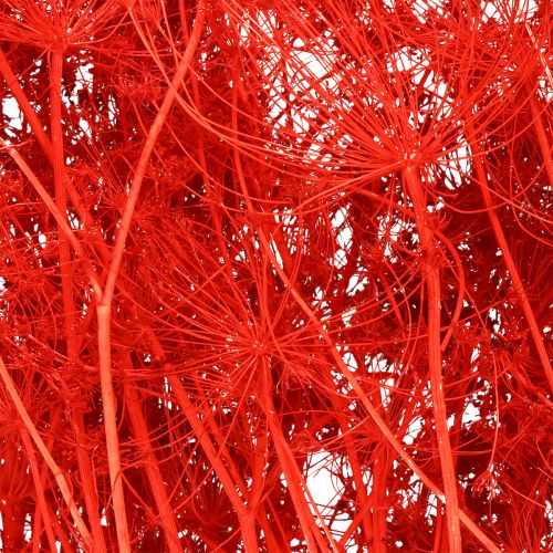 Artikel Doldenblütler Trockenblumen Umbellifera Rot 70cm 150g