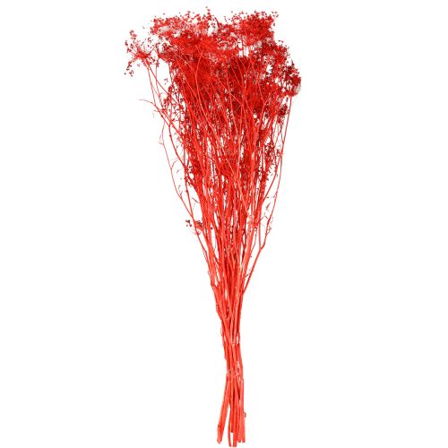 Artikel Doldenblütler Trockenblumen Umbellifera Rot 70cm 150g