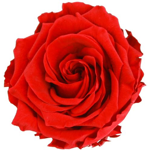 Artikel Echte Rosenköpfe Infinity Rosen Rot Premium Ø8,5cm 4 St