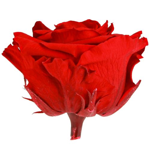 Artikel Echte Rosenköpfe Infinity Rosen Rot Premium Ø8,5cm 4 St