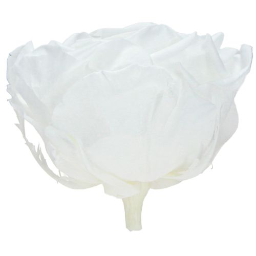 Artikel Echte Rosenköpfe Infinity Rosen Weiß Premium Ø8,5cm 4 St