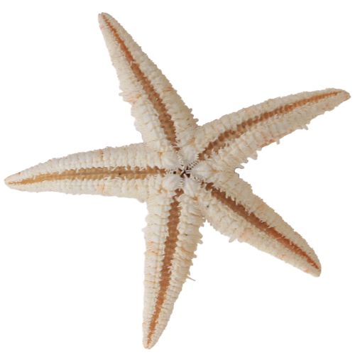 Artikel Echte junge Seesterne Maritime Tischdeko 3-4cm 100 St