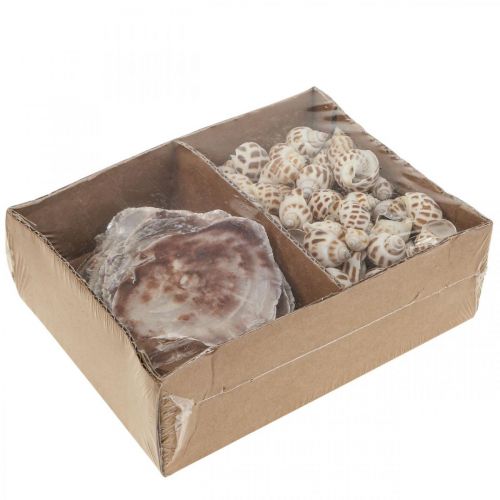 Artikel Echte Muscheln Schneckenhäuser Deko, Capiz Perlmutt Muschel 400g