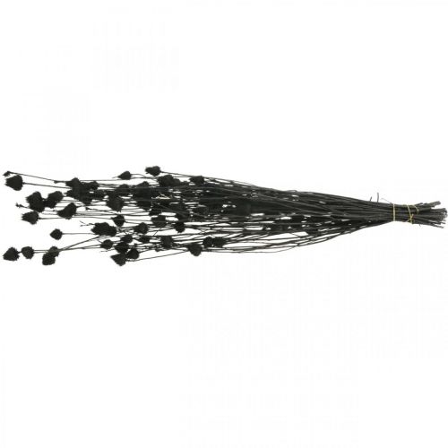 Artikel Trockenblumen Schwarz Trockendistel Erdbeerdistel 100g