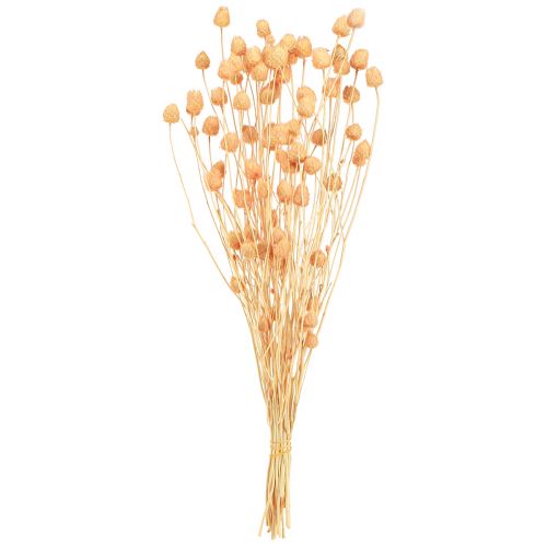 Artikel Erdbeerdisteln Trockendeko Disteln in Lachs 55cm 100g