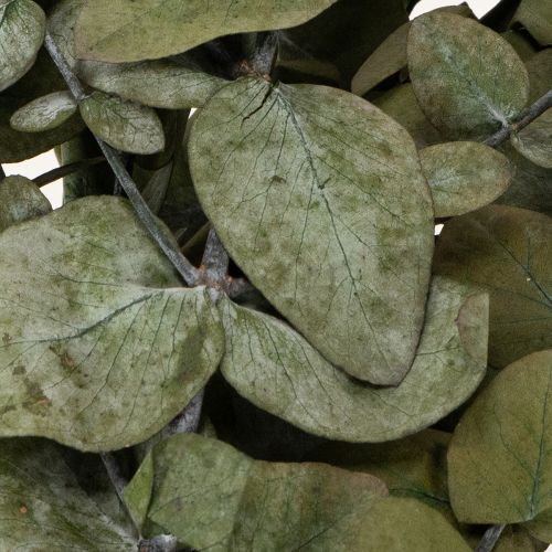 Artikel Eukalyptus Konserviert Deko Zweige Blätter rund Trockendeko Grün 150g