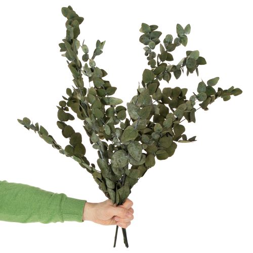Eukalyptus Konserviert Deko Zweige Blätter rund Trockendeko Grün 150g | Floristik24.de