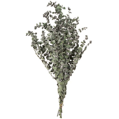 Floristik24 Eukalyptus Konserviert Zweige Blätter Rund Grün 150g