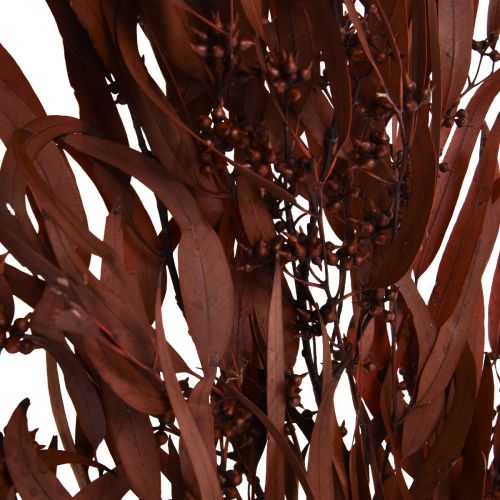Artikel Eukalyptus Konserviert Eukalyptuszweige Rot, Braun 56cm 135g