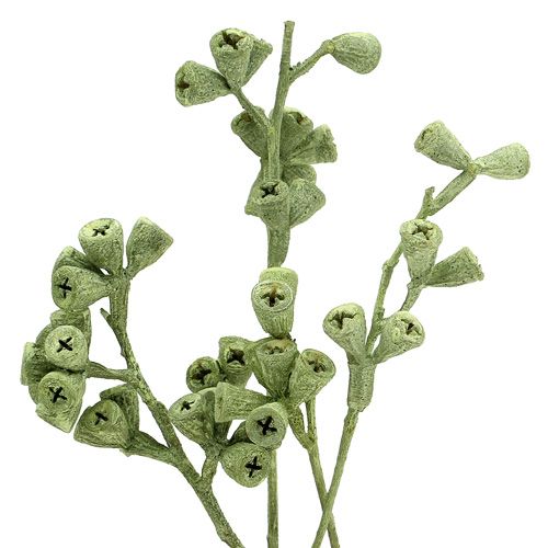 Floristik24 Eukalyptuszweig grün gefrostet 25 St