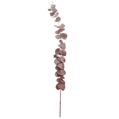 Eukalyptuszweige Eukalyptus konserviert Trockenblumen Rot 75cm 150g | Floristik24.de