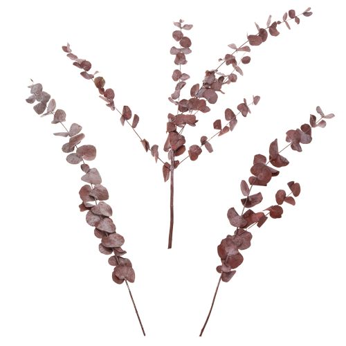 Eukalyptuszweige Eukalyptus konserviert Trockenblumen Rot 75cm 150g | Floristik24.de