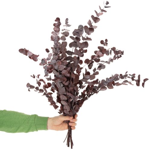Eukalyptuszweige Eukalyptus konserviert Trockenblumen Rot 75cm 150g | Floristik24.de