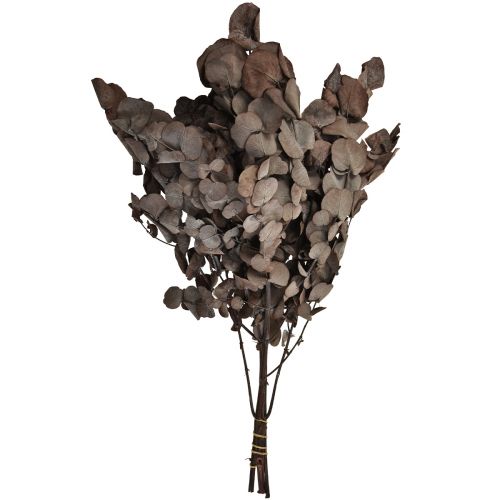 Artikel Eukalyptuszweige Eukalyptus Konserviert Rot L49cm 120g