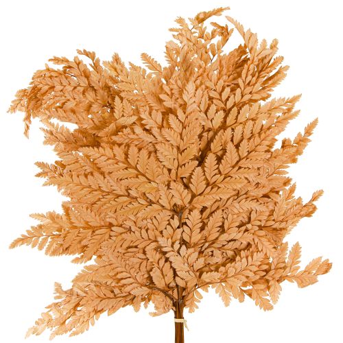 Artikel Farn Deko Echte Farnwedel Orange Konserviert 45cm 10 St