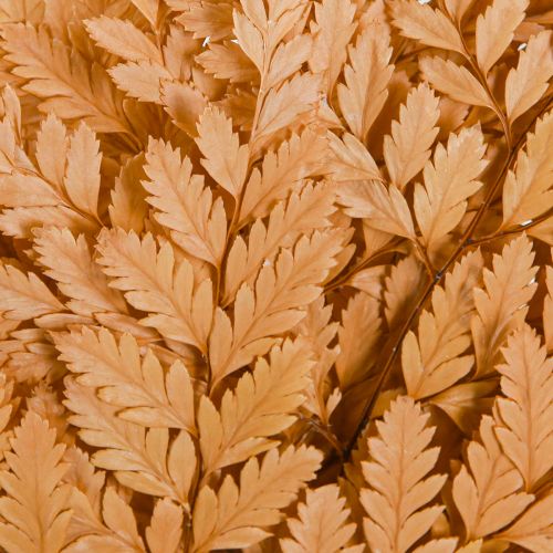 Artikel Farn Deko Echte Farnwedel Orange Konserviert 45cm 10 St