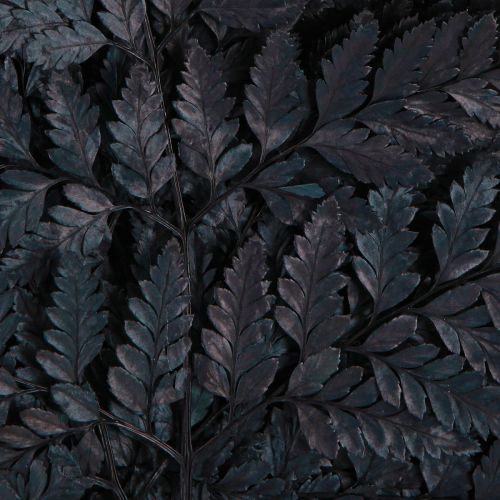 Artikel Farn Deko Echte Farnwedel Schwarz Konserviert 45cm 10 St