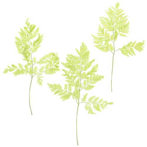 Farn konserviert Edles Naturmaterial für langlebige Dekorationsprojekte 40cm 10St kaufen | Floristik24.de