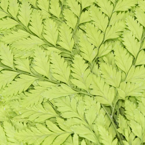 Artikel Farn konserviert Edles Naturmaterial für langlebige Dekorationsprojekte 40cm 10St