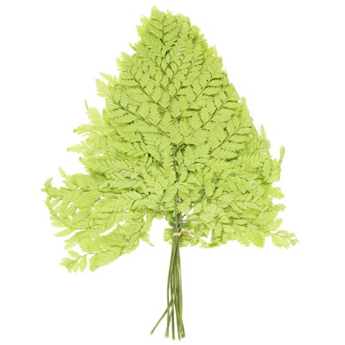 Artikel Farn konserviert Edles Naturmaterial für langlebige Dekorationsprojekte 40cm 10St