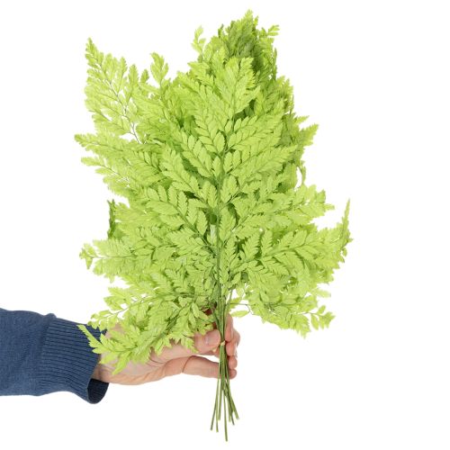 Artikel Farn konserviert Edles Naturmaterial für langlebige Dekorationsprojekte 40cm 10St