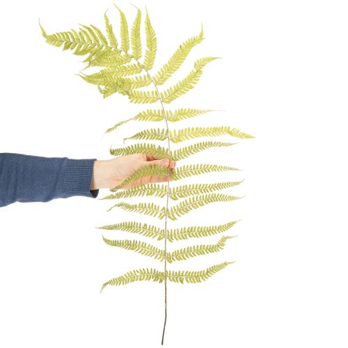 Farn getrocknet konserviert Perfekt für natürliche Wohnraum Dekoration 80cm | Floristik24.de