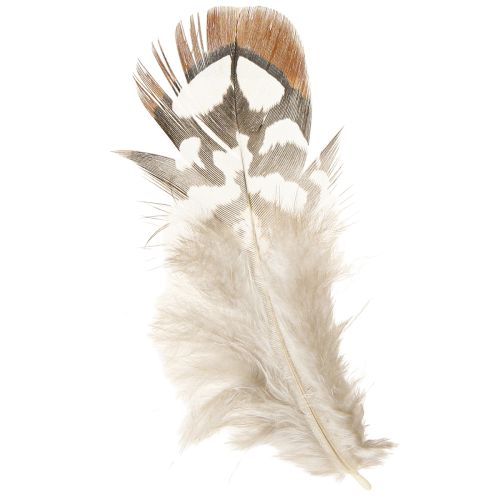 Artikel Fasan Federn zum Basteln Braun Gefleckt 4-9cm 60St