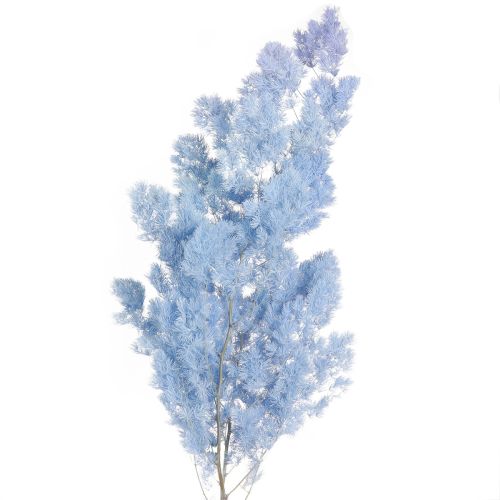 Federspargel Asparagus Trockendeko Hellblau 55-70cm 100g